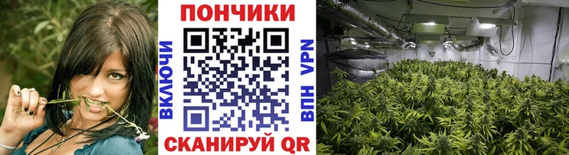 Конопля гибрид Черногорск